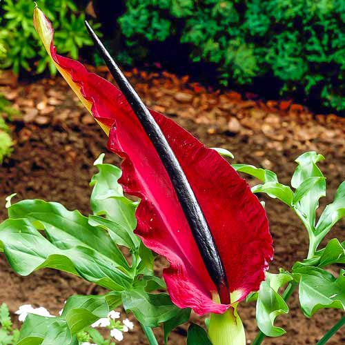 Дракункулюс обыкновенный изображение 1 артикул 67346