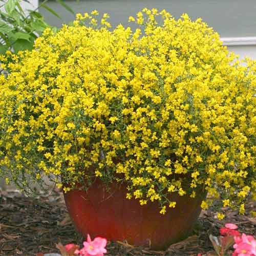 Дрок лидийский изображение 1 артикул 3947