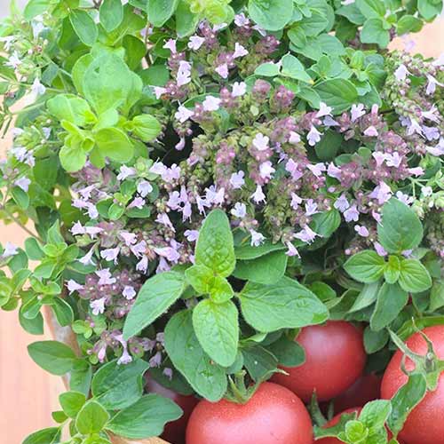 Душица Фея Седек изображение 1 артикул 84900