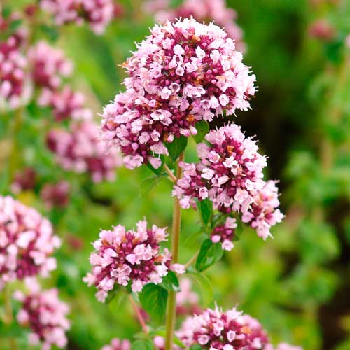 Душица обыкновенная Северное сияние артикул фото 1 Душица обыкновенная Северное сияние изображение 1 артикул 71295