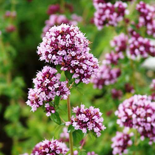 Душица Северное сияние Русский огород НК изображение 1 артикул 84998