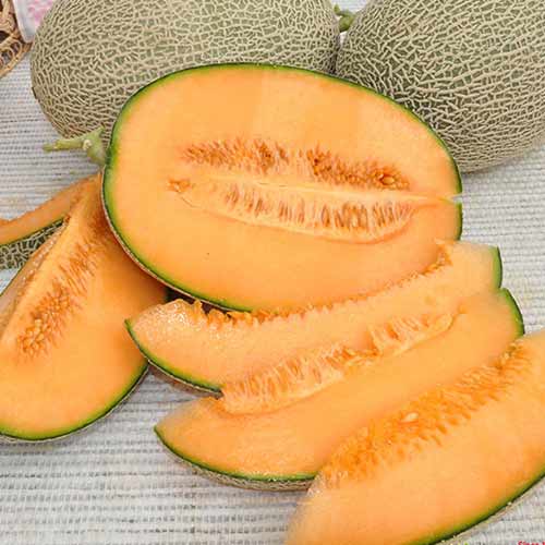 Дыня Барыня F1 Русский огород НК изображение 1 артикул 65329