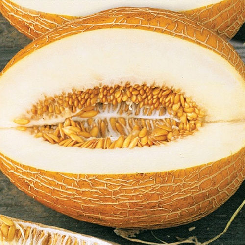 Дыня Медовая принцесса Premium Seeds изображение 1 артикул 83741