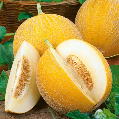 Дыня Миллениум F1 изображение 1 артикул 69781