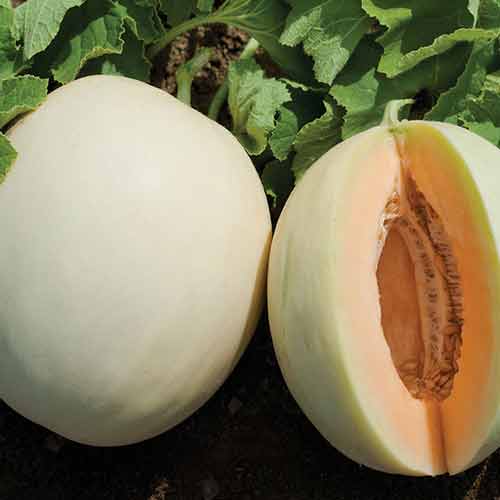 Дыня Принцесса Диана F1 Седек изображение 1 артикул 82487