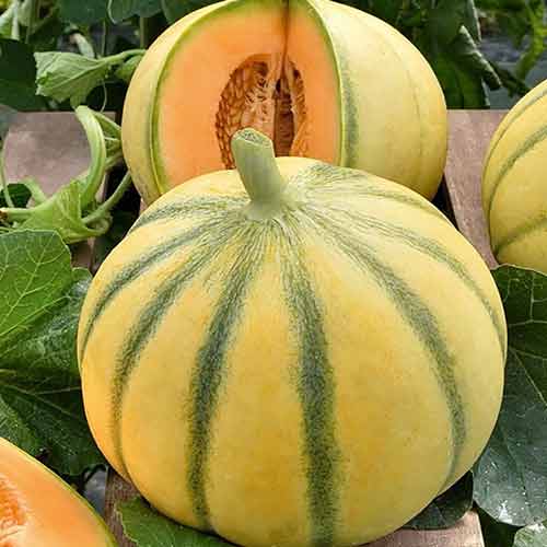 Дыня Принцесса Екатерина F1 Седек изображение 1 артикул 82488