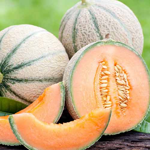 Дыня Принцесса Мария F1 Седек изображение 1 артикул 82490