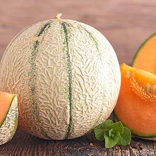 Дыня Ранняя любовь Седек изображение 1 артикул 84875