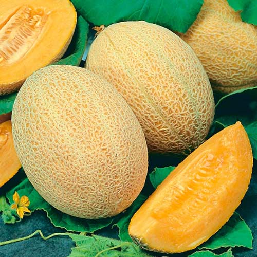 Дыня Сладострастница F1 Седек изображение 1 артикул 84876