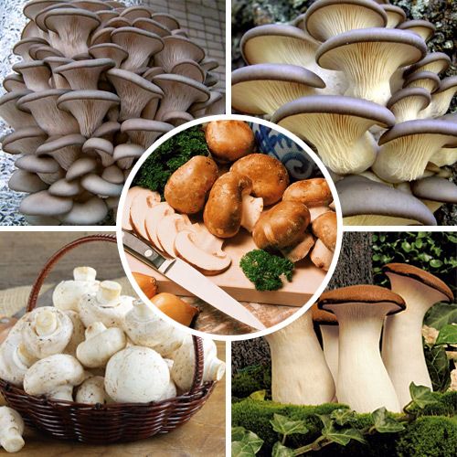 Суперпредложение! Комплект грибов для выращивания в домашних условиях из 5-ти упаковок изображение 1 артикул 9745