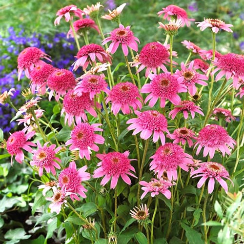 Эхинацея Пинк Сорбет изображение 1 артикул 7204