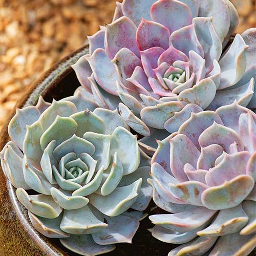 Эхеверия Десмета изображение 1 артикул 71897