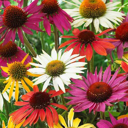 Эхинацея Баттерфляй, микс изображение 1 артикул 76434