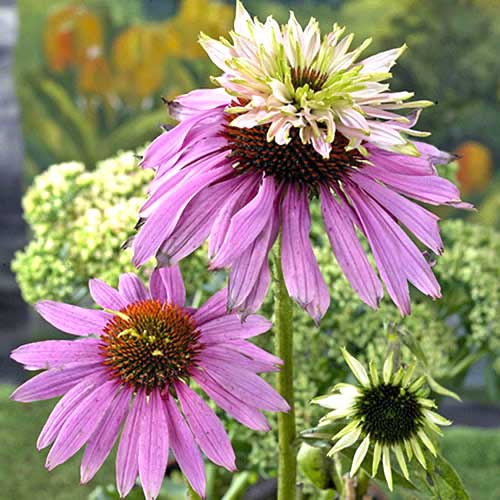 Эхинацея пурпурная Дабл Декер изображение 1 артикул 76062