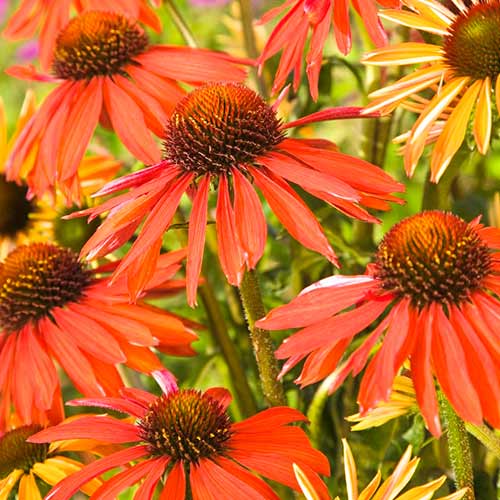 Эхинацея Хот Саммер изображение 1 артикул 76627