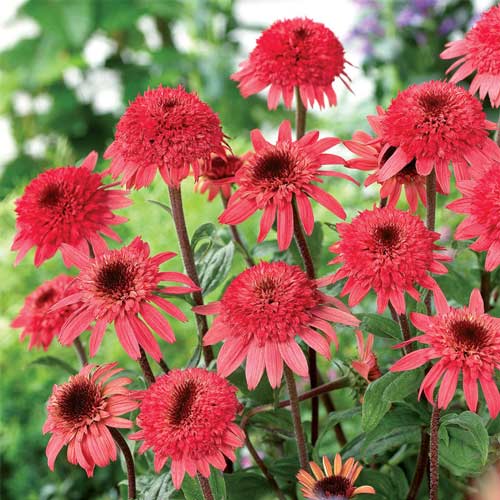 Эхинацея Корал Риф изображение 1 артикул 68784