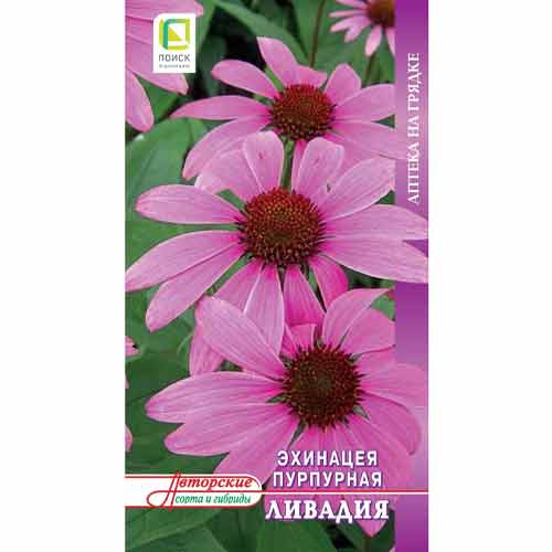 Эхинацея пурпурная Ливадия Поиск изображение 1 артикул 93174