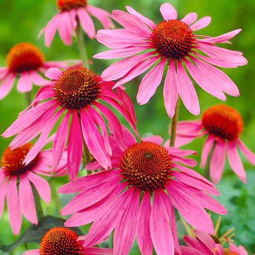 Эхинацея Магнус изображение 1 артикул 76625