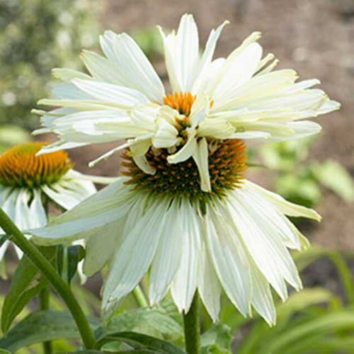 Эхинацея Моунт Худ изображение 1 артикул 70472