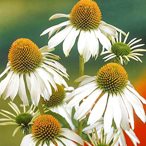 Эхинацея пурпурная Альба изображение 1 артикул 01428