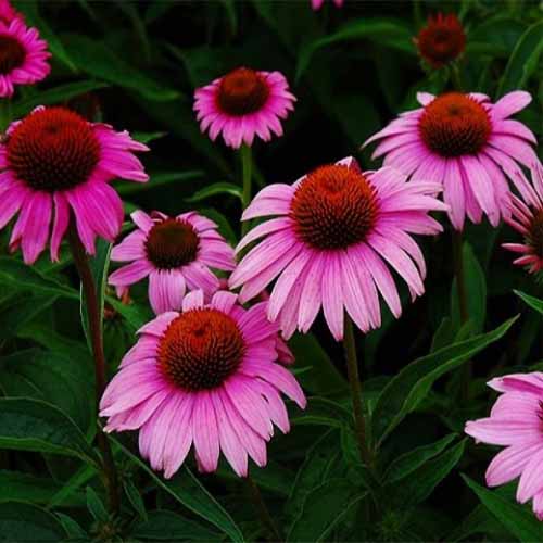 Эхинацея пурпурная Брайт Роуз изображение 1 артикул 01429
