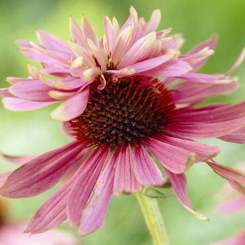 Эхинацея пурпурная Индика изображение 1 артикул 76063