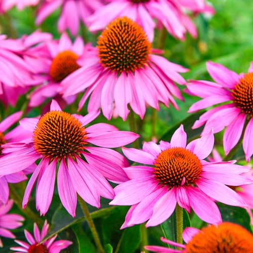 Эхинацея пурпурная Пинк изображение 1 артикул 76435