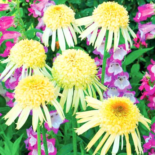 Эхинацея Секрет Джой изображение 1 артикул 68786