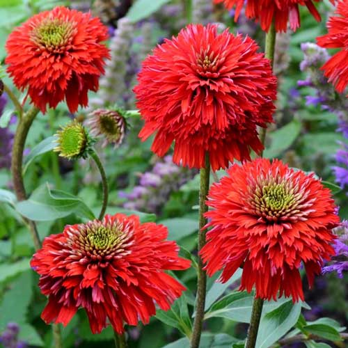 Эхинацея Секрет Лав изображение 1 артикул 68787