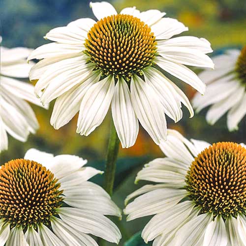 Эхинацея Вайт Сван изображение 1 артикул 76624