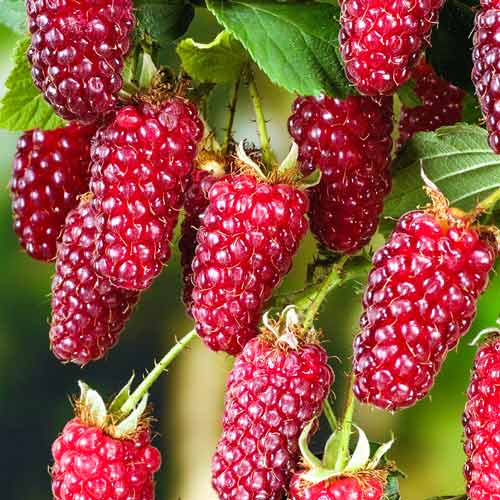 Ежемалина Ред Даймонд изображение 1 артикул 7512