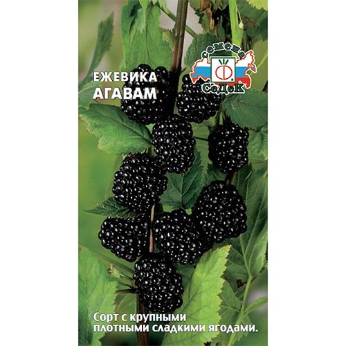 Ежевика Агавам, семена изображение 1 артикул 93321