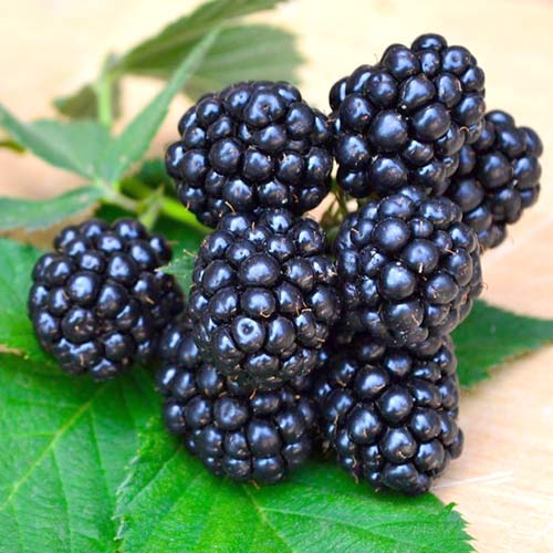 Ежевика Апачи изображение 1 артикул 4316