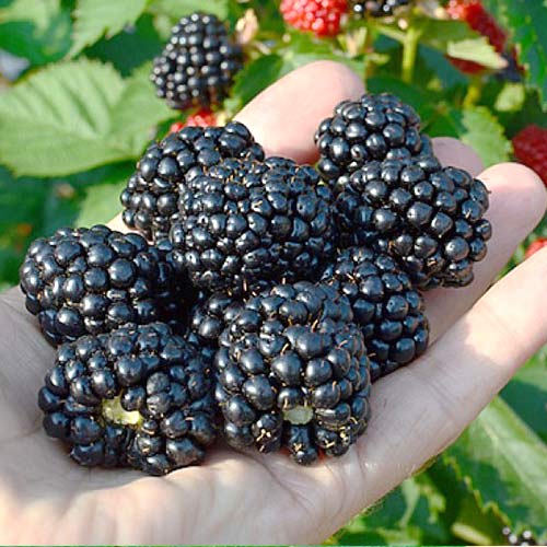 Ежевика Блэк Бьюти изображение 1 артикул 7501