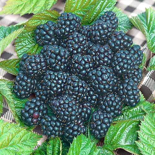Ежевика Блэк Джевел изображение 1 артикул 4317