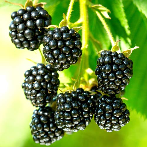 Ежевика Чародейка, семена изображение 1 артикул 5974