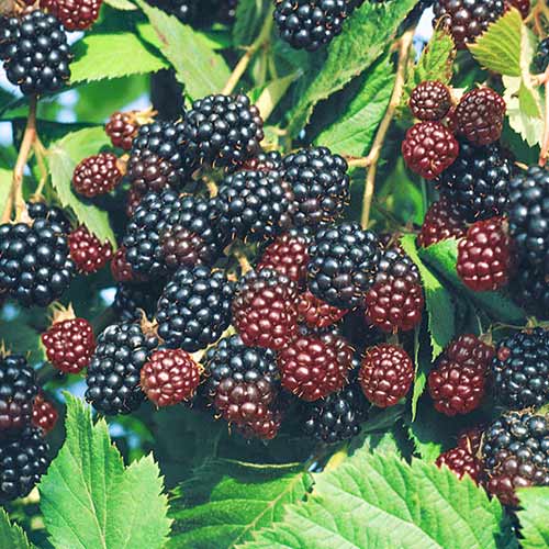 Ежевика Черный Принц изображение 1 артикул 4326