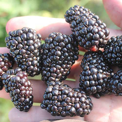 Ежевика Джамбо изображение 1 артикул 4318