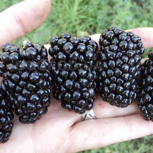 Ежевика Киова изображение 1 артикул 4319