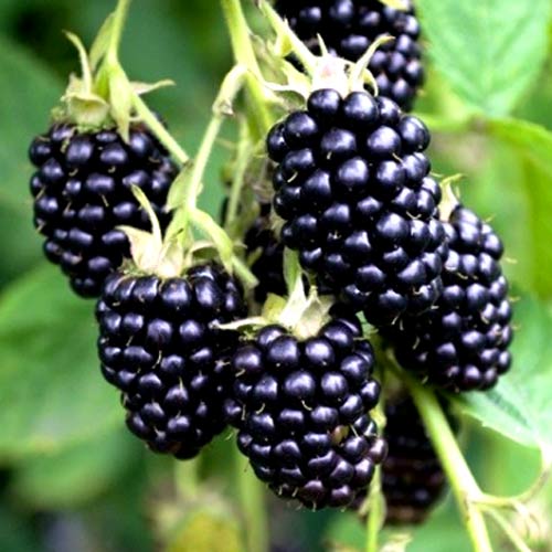 Ежевика Мертон Торнлесс изображение 1 артикул 4974