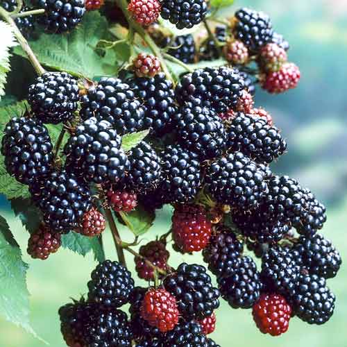 Ежевика Натчез артикул фото 1 Ежевика Натчез изображение 1 артикул 7627