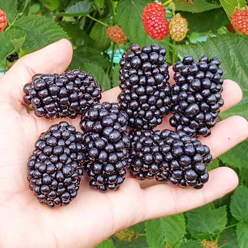 Ежевика Оуачита артикул фото 1 Ежевика Оуачита изображение 1 артикул 4322