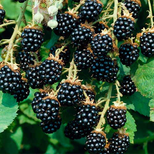 Ежевика Прайм Арк Фридом изображение 1 артикул 01244