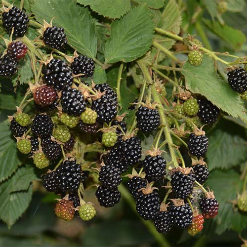 Ежевика Прайм Арк Тревелер изображение 1 артикул 01243