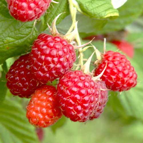 Ежевика Ред Даймонд изображение 1 артикул 1601