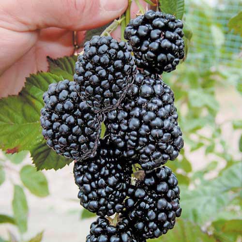 Ежевика Трипл Краун артикул фото 1 Ежевика Трипл Краун изображение 1 артикул 8020