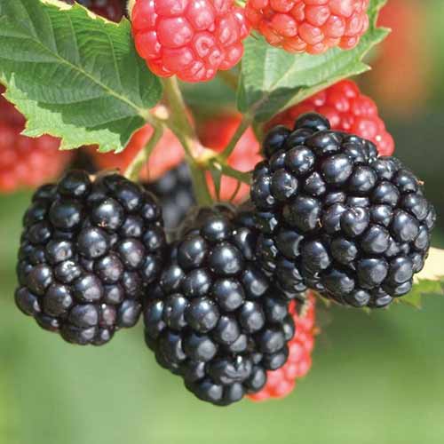 Ежевика Тройная Корона изображение 1 артикул 4325