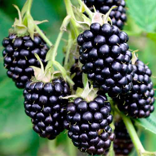 Ежевика Виктория изображение 1 артикул 1602