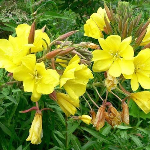 Энотера Ночная свеча Русский огород НК артикул фото 1 Энотера Ночная свеча Русский огород НК изображение 1 артикул 85009