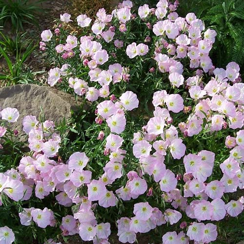 Энотера Вечерняя роза Русский огород НК изображение 1 артикул 83215